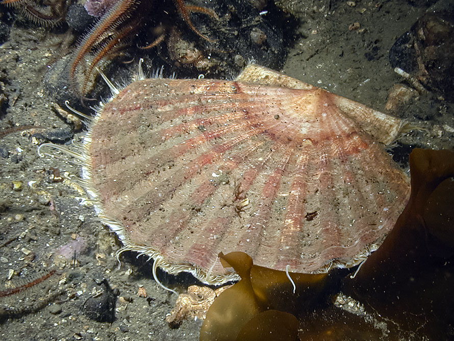 Pecten maximus